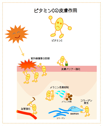 ビタミンCの皮膚作用