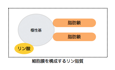 細胞膜を構成するリン脂質